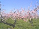 桃の花